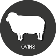 ovins