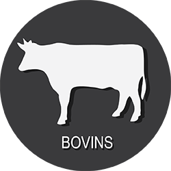 bovins