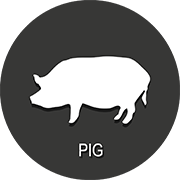 pig