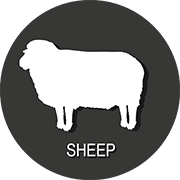 sheep