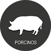 porcinos