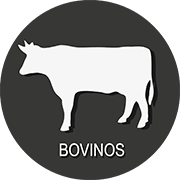 bovinos
